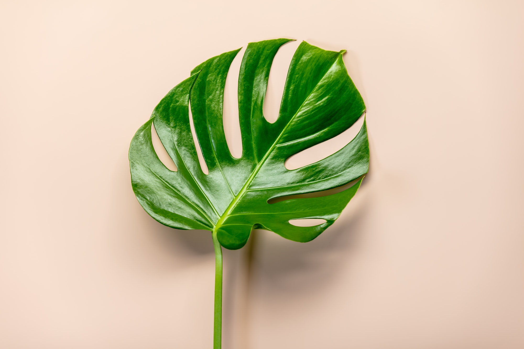 tropical-leaf-monstera-on-pink-background-flat-lay-top-view.jpg